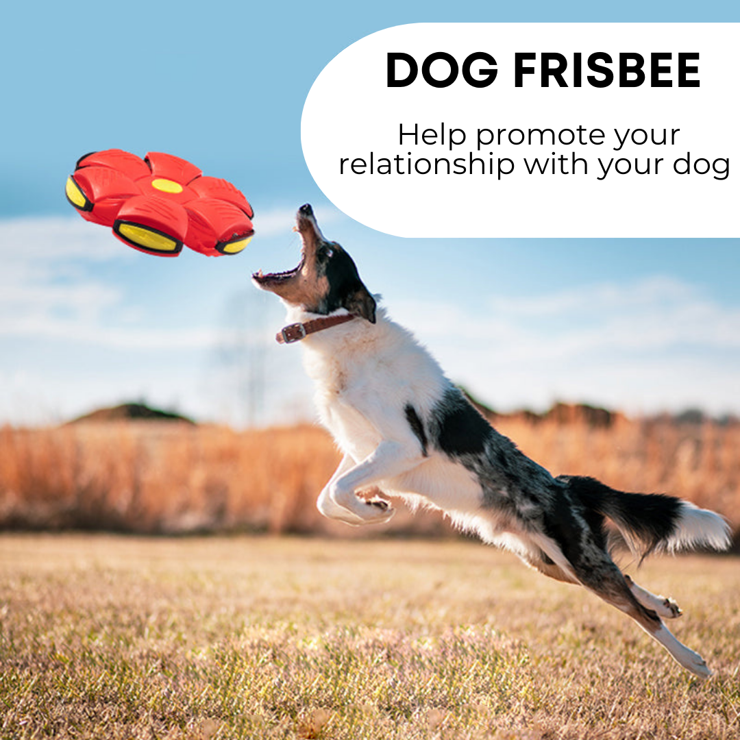 Dog Frisbee Toy